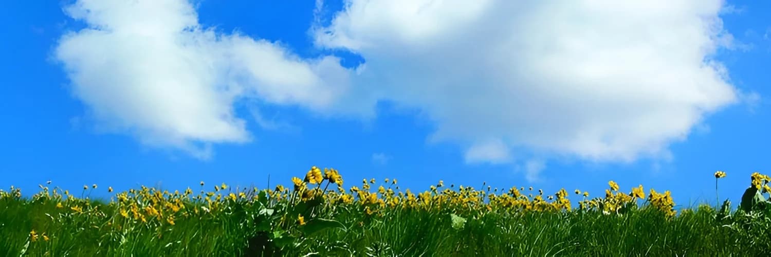 Profilbanner