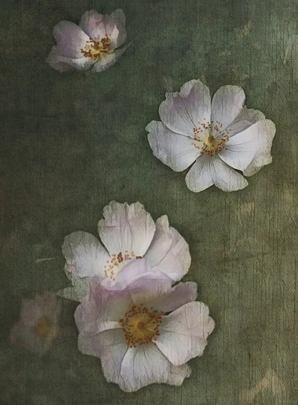 Delicate Blossoms