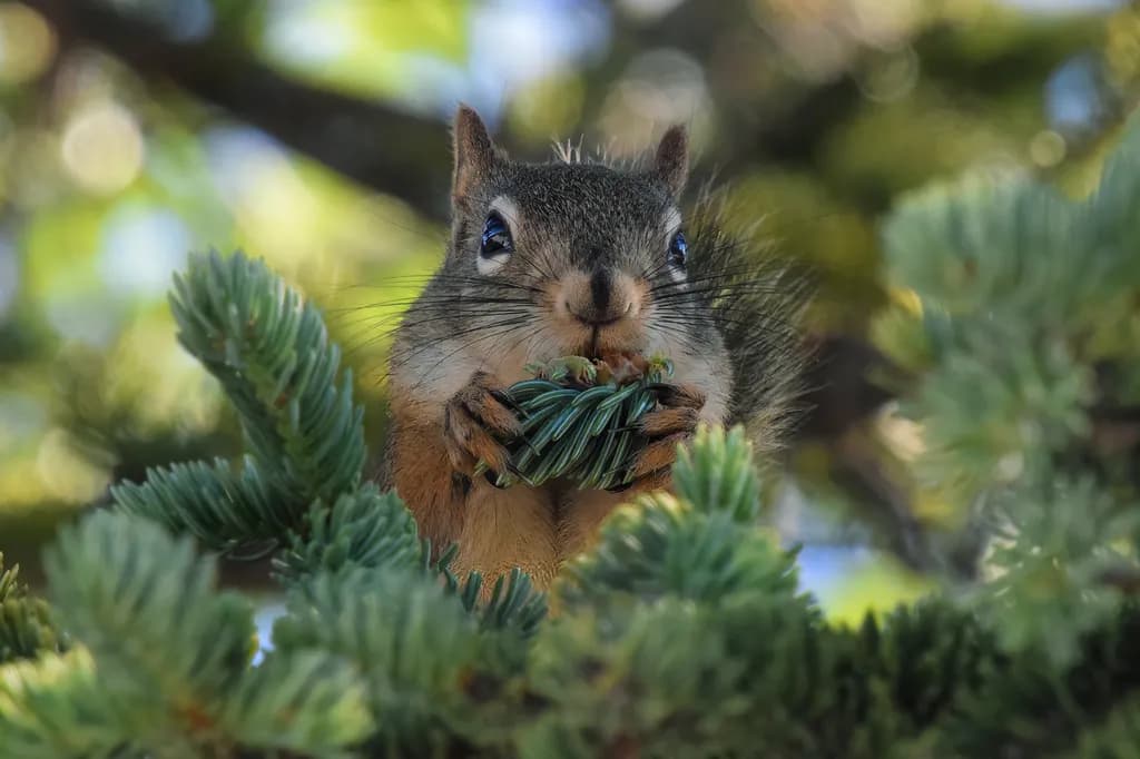Pinecone Snack
