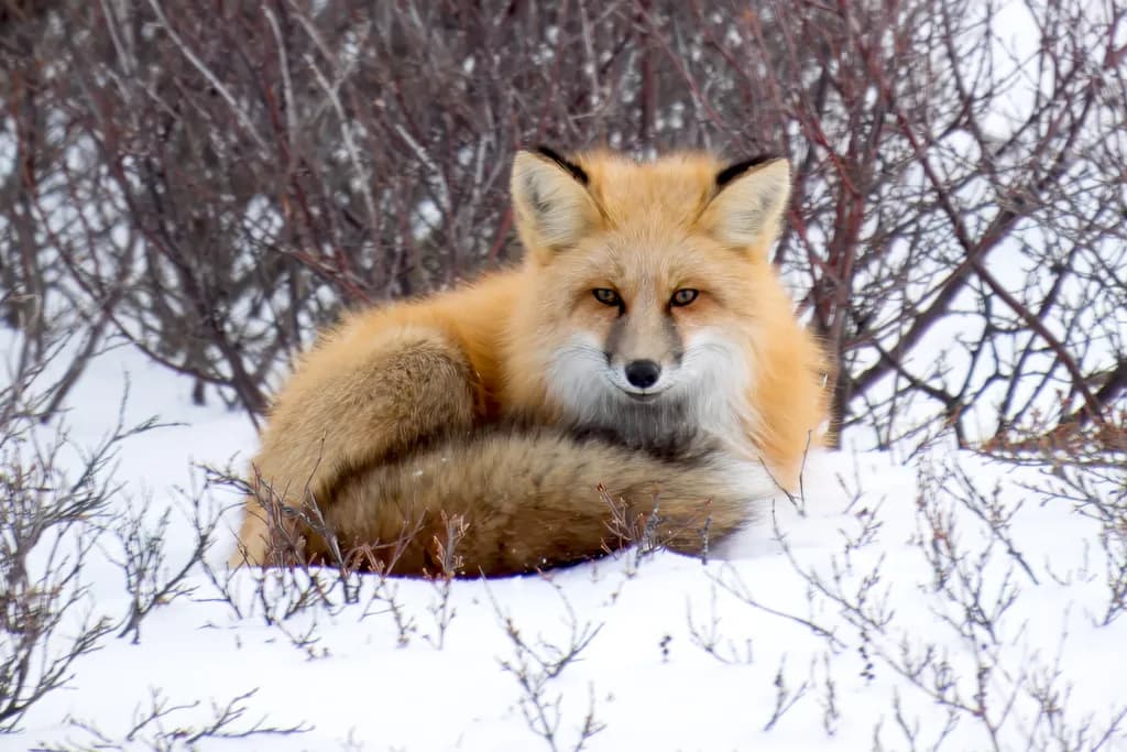 Arctic Red Fox