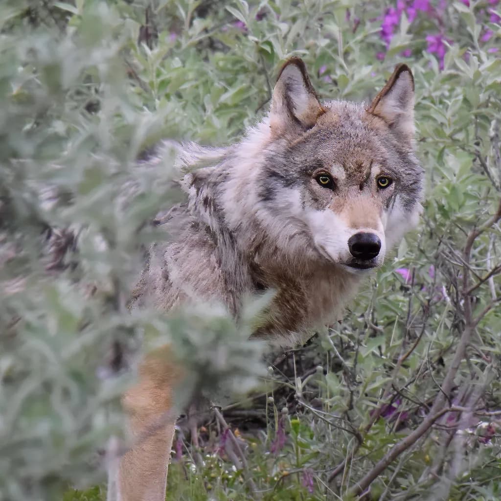 Grey Wolf in Denali