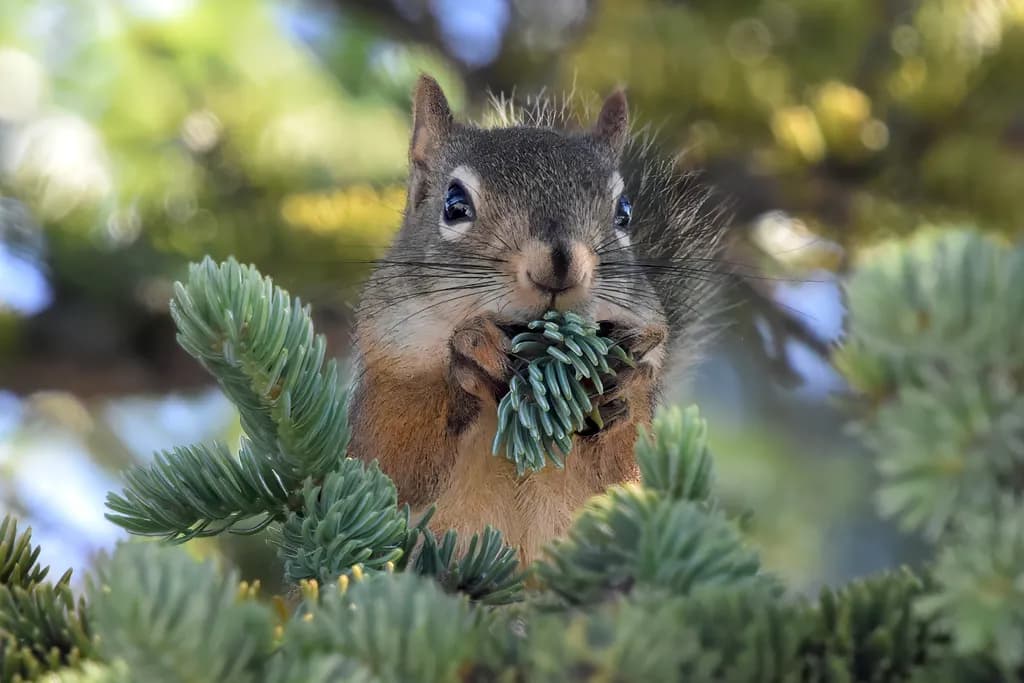 Spruce Snack