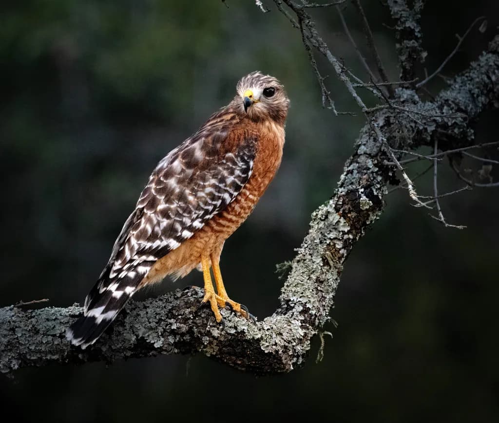 Red Tail Watcher