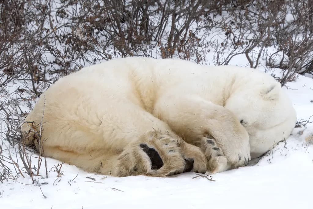 Polar Bear Cub at Rest