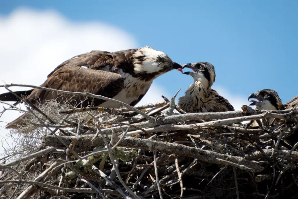 Osprey Lunch Time