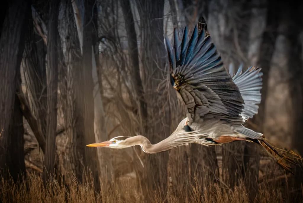 Silent Glide