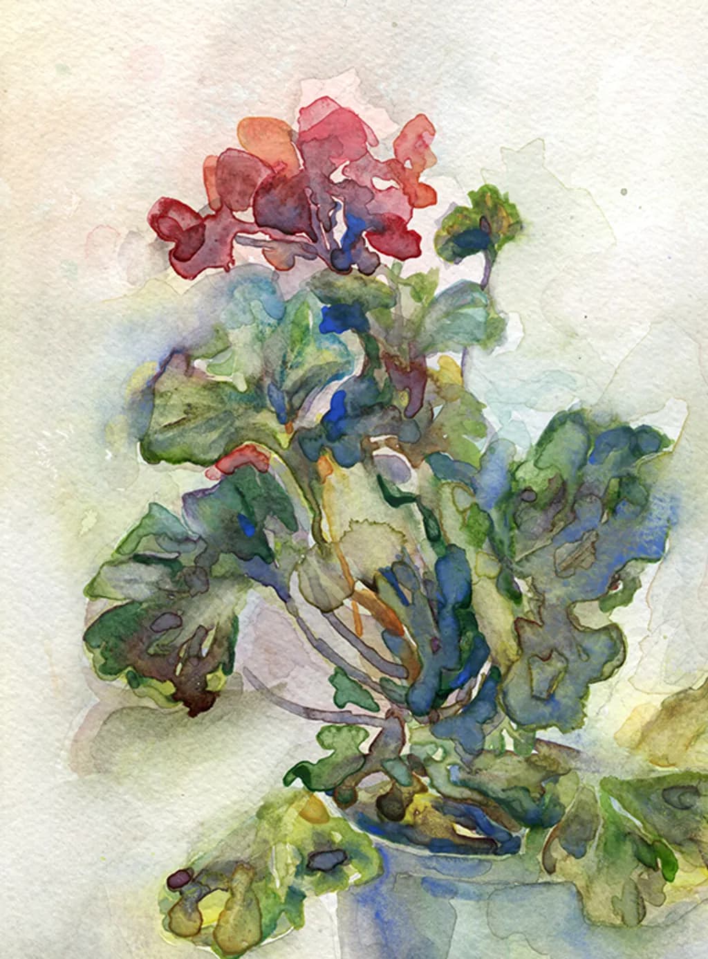 Geranium Bloom