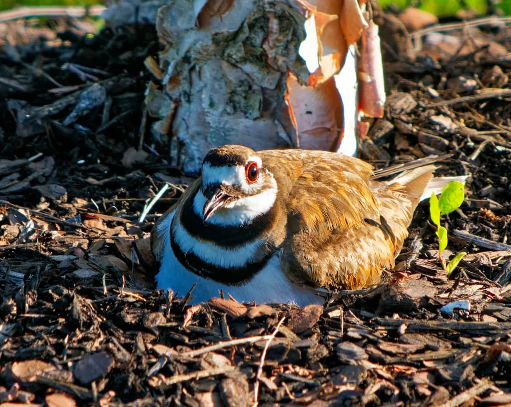 Nesting Killdeer