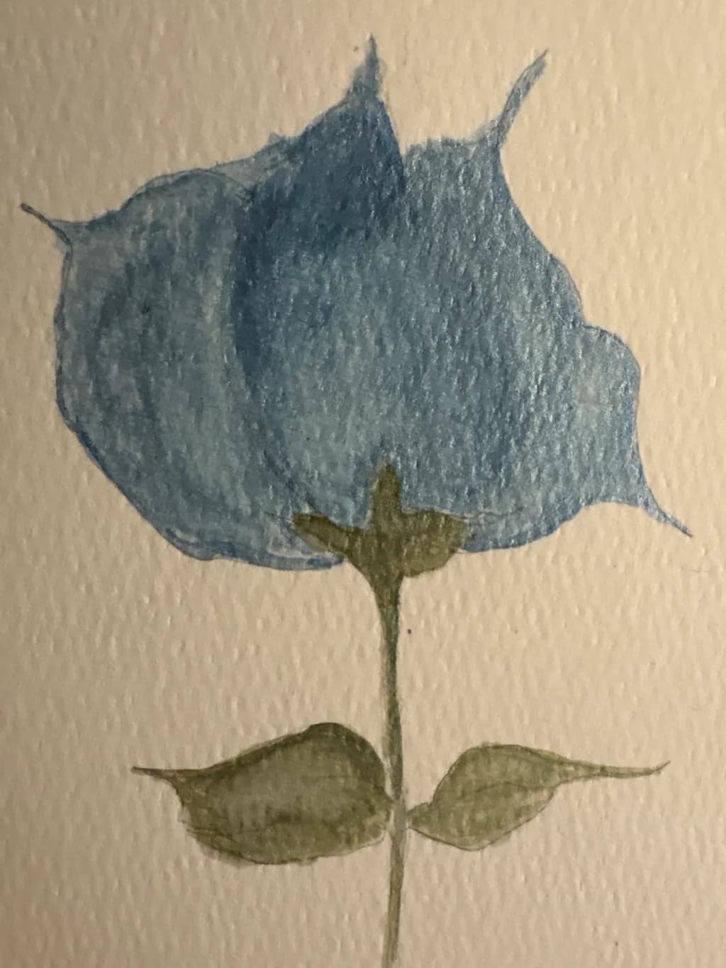 Blue Rose Study
