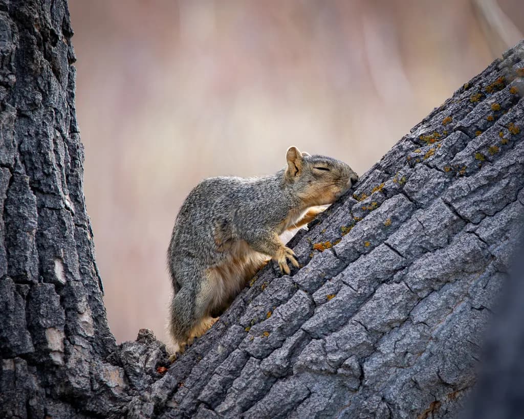 Arbor Day Squirrel