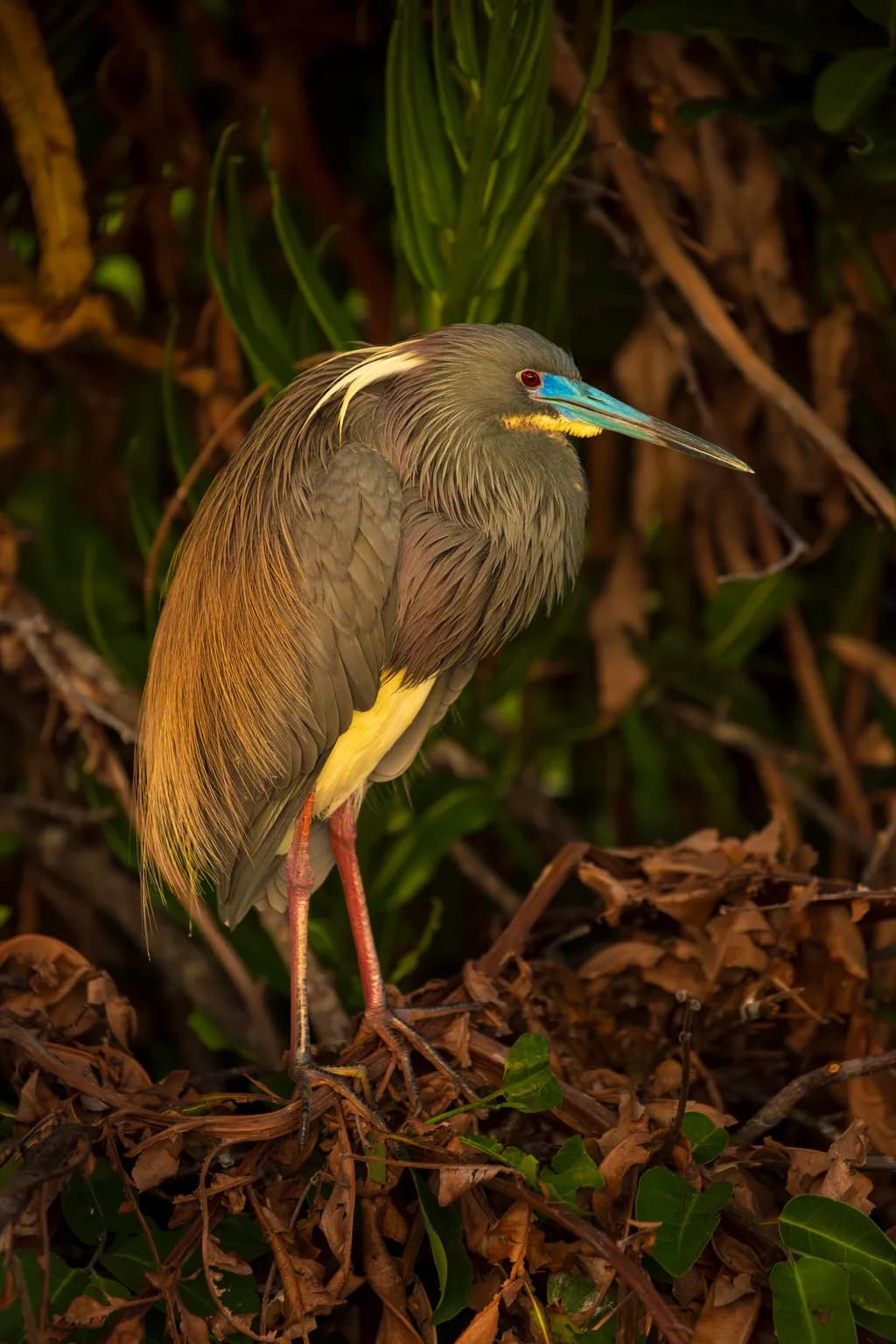 TriColored Heron