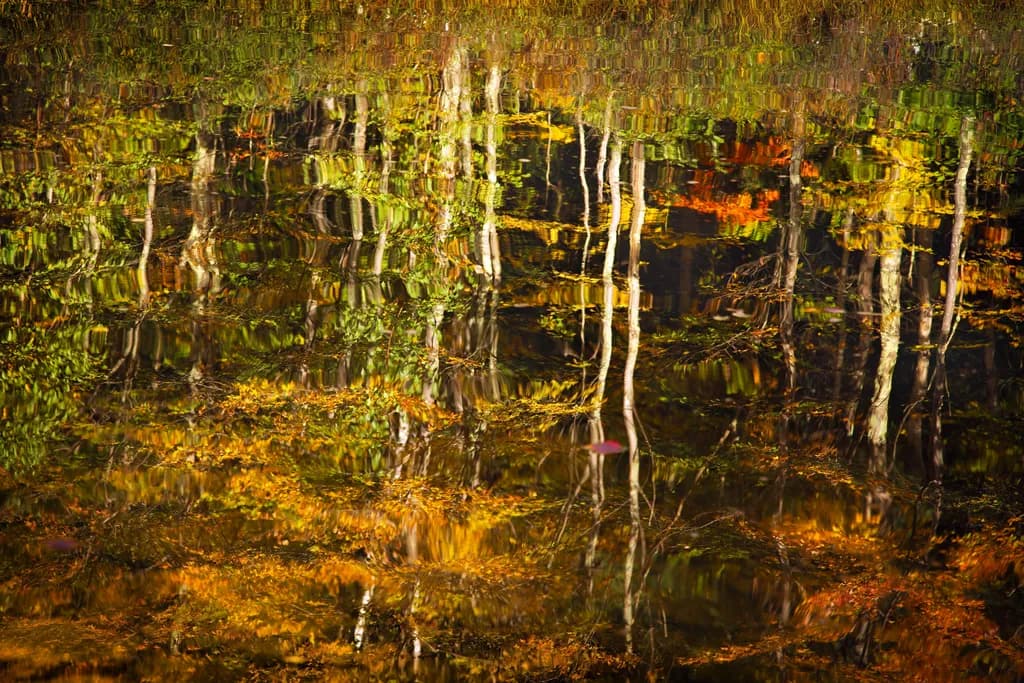 Ripple Effect