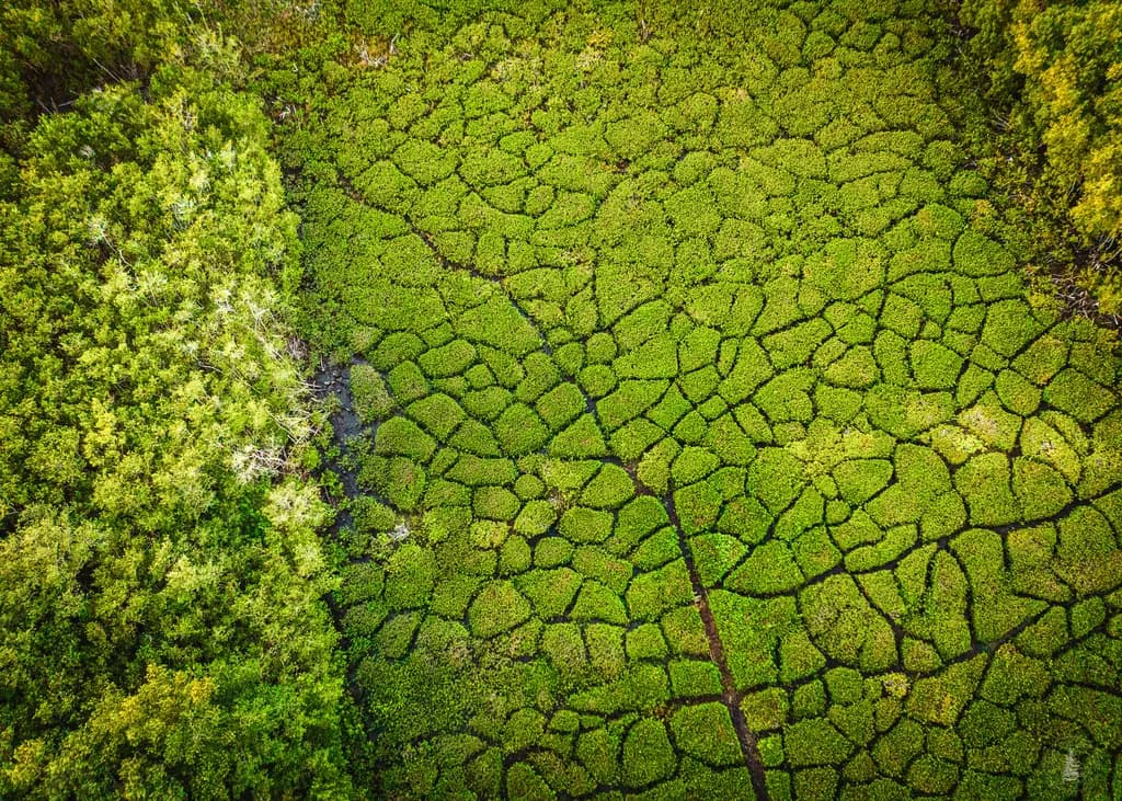 Green Mosaic