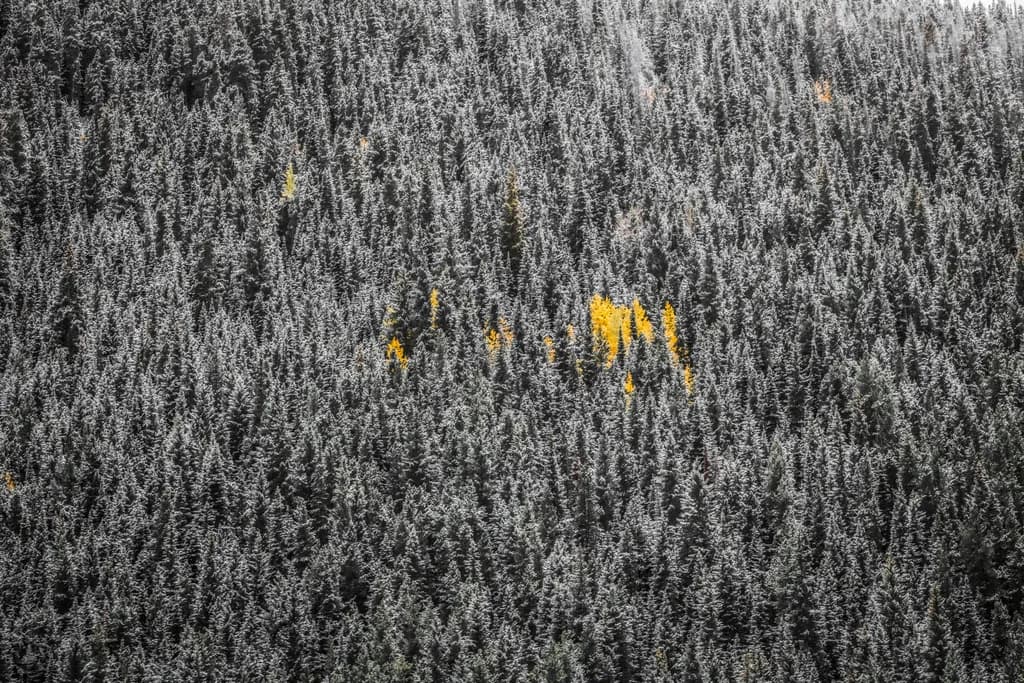 Snow-Dusted Pines