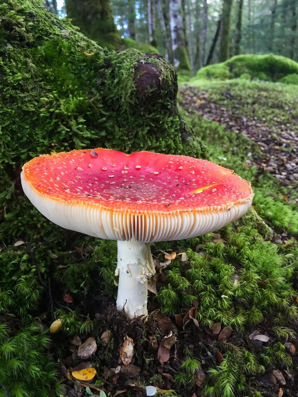 Forest Folklore