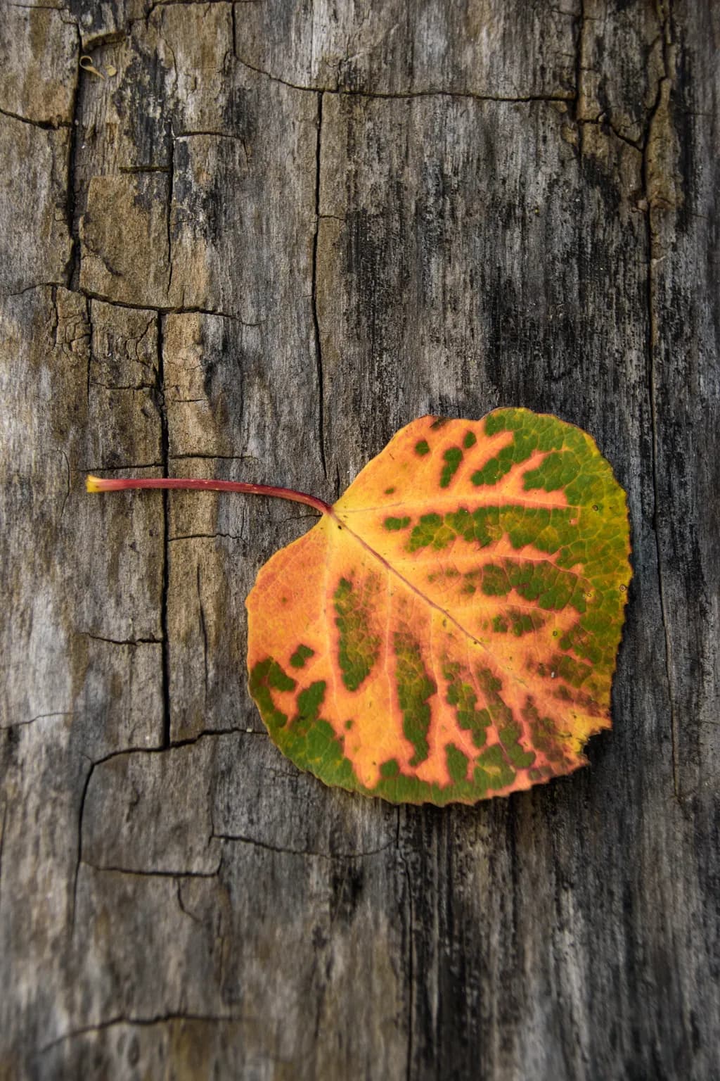 Leaf & Grain