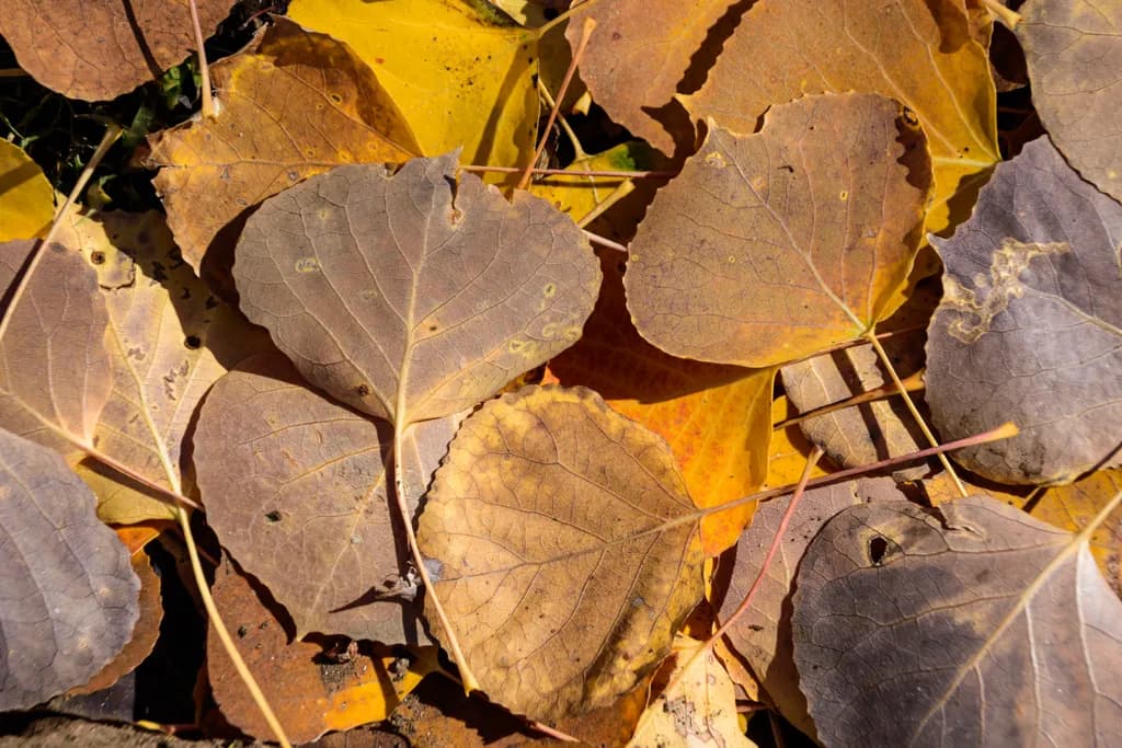 Layers of Fall