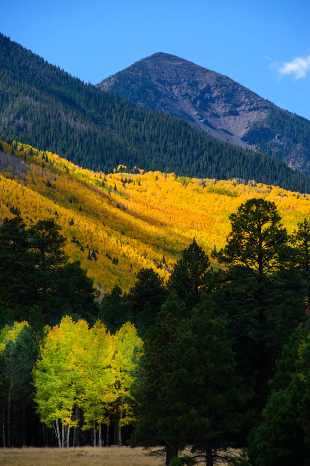 Blanket of Gold