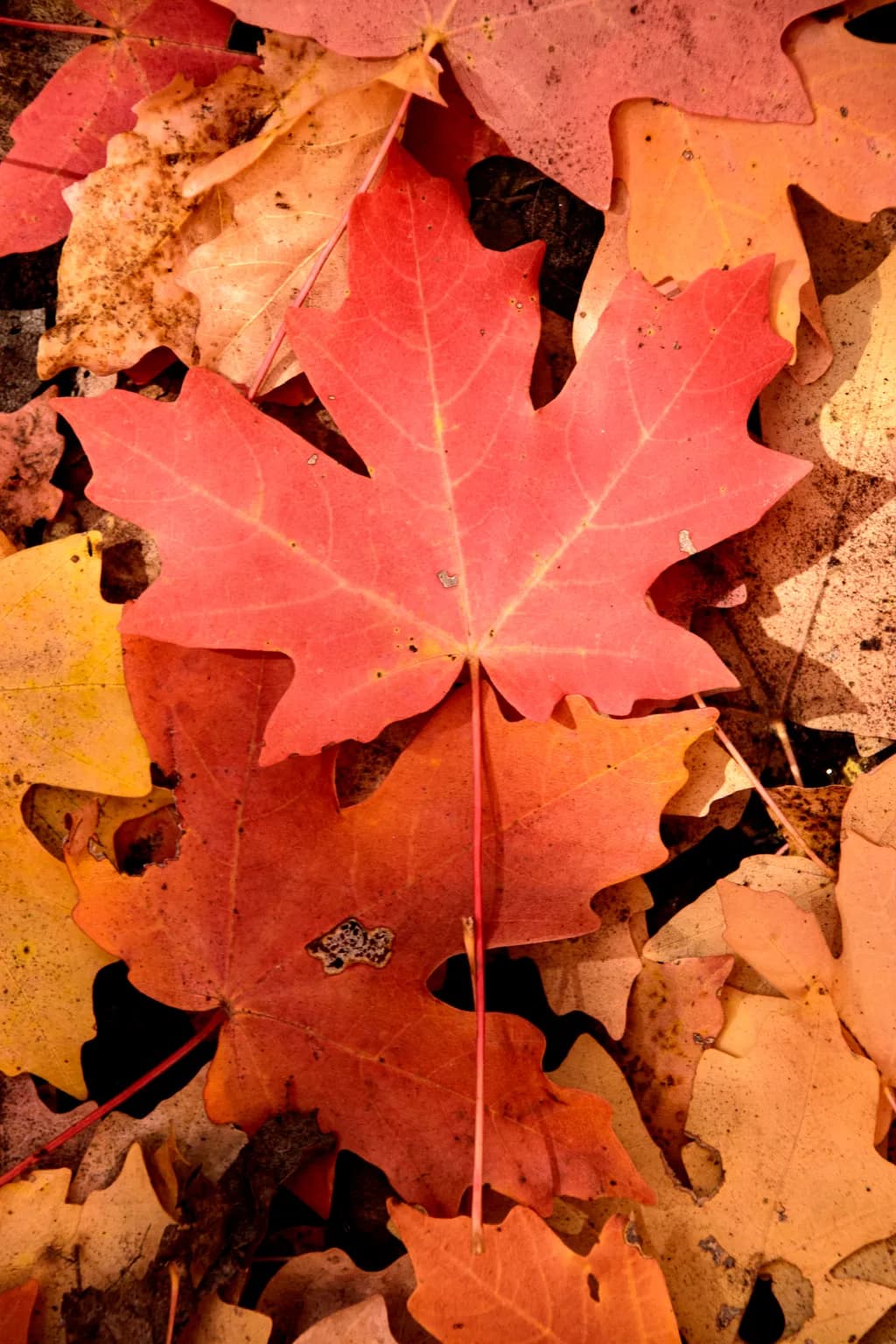 Autumn’s Spotlight