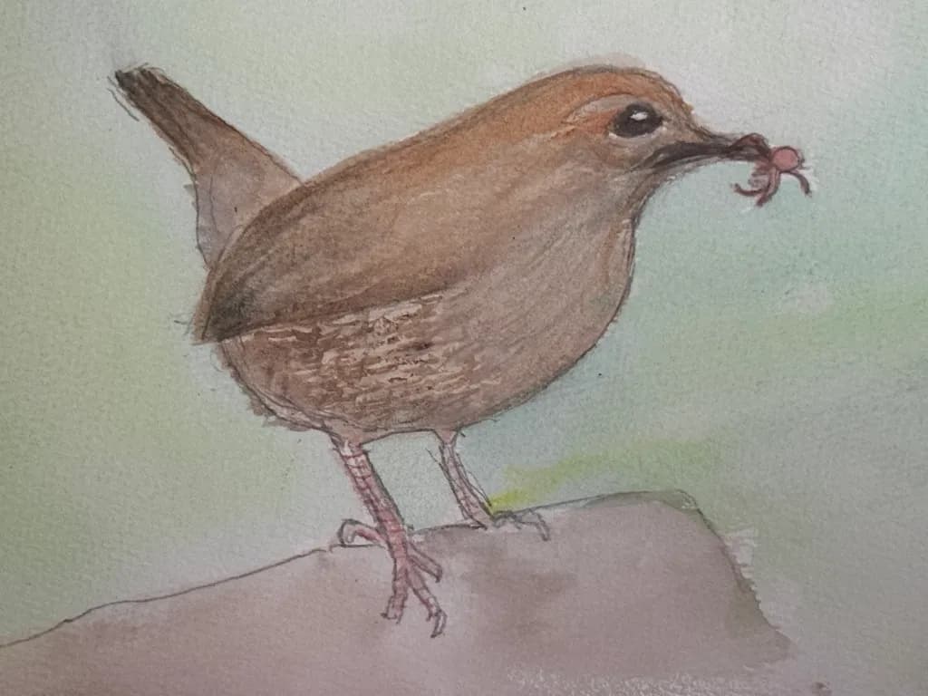 Wren with Spider