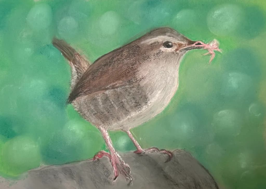 Soft-Hued Wren
