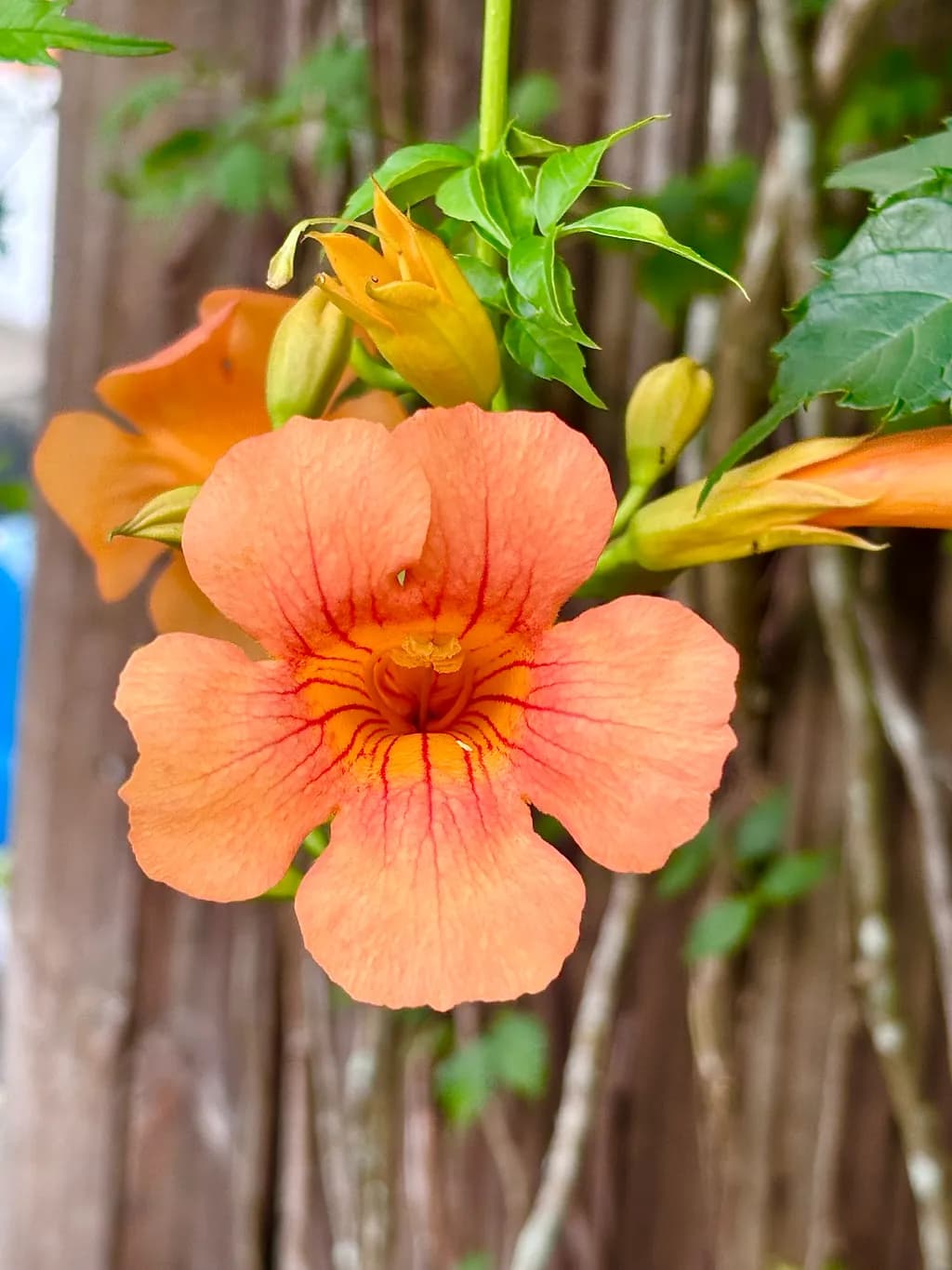 Tropical Trumpet Bloom