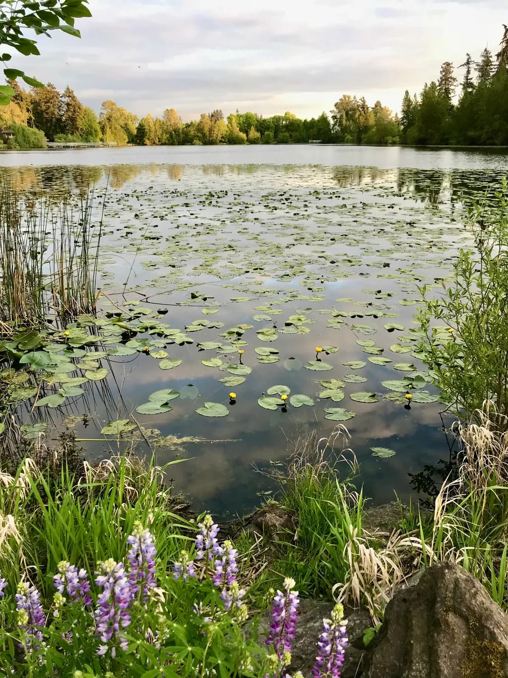 Lily Pad Reflection