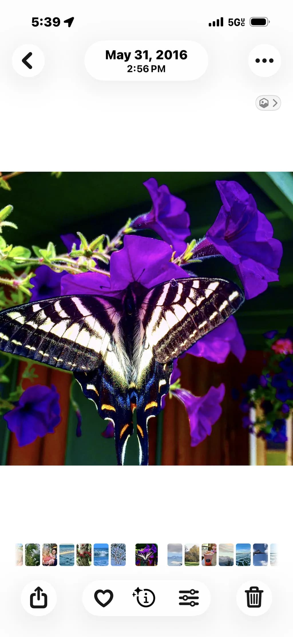 Purple Haven