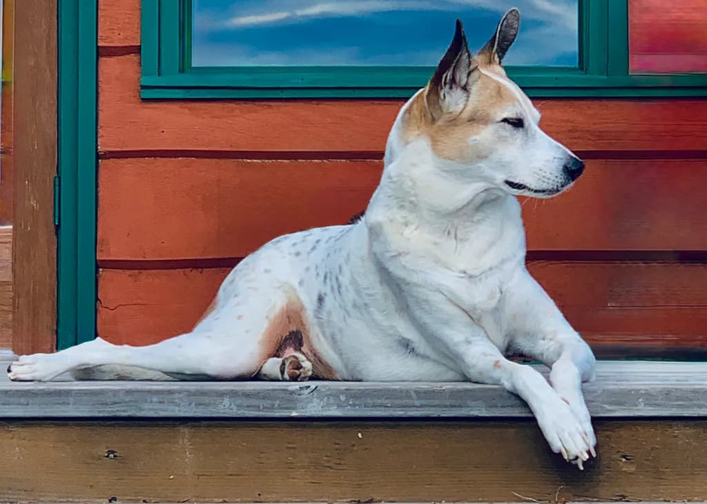 Porchside Dog Resting