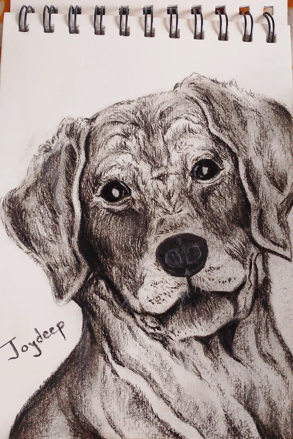 Thoughtful Hound
