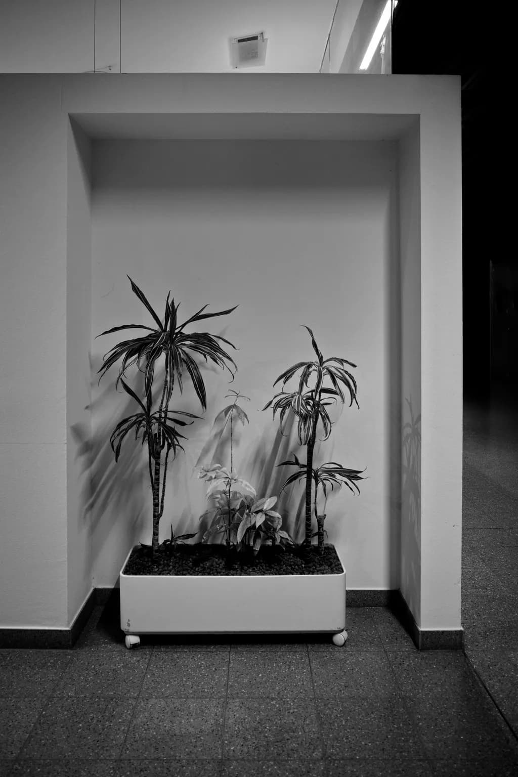 Framed Foliage