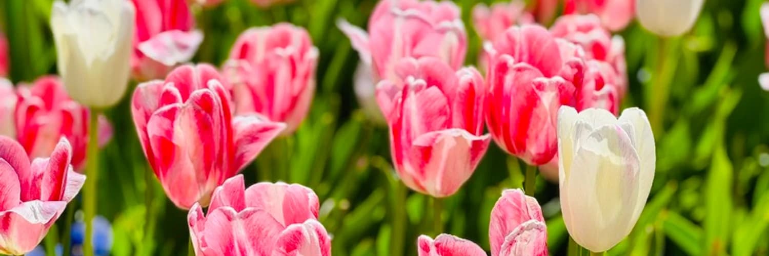 Profile banner