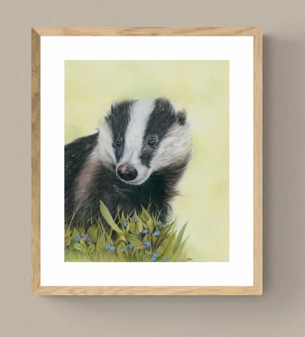 Curious Badger