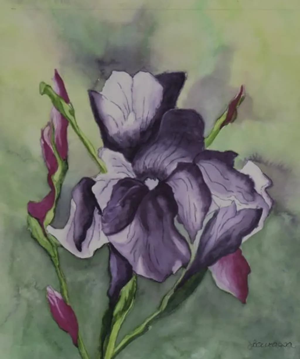 Iris Blossom