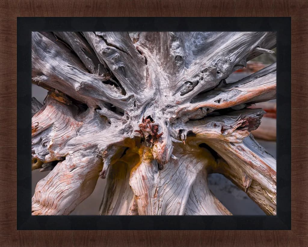 Uprooted Roots