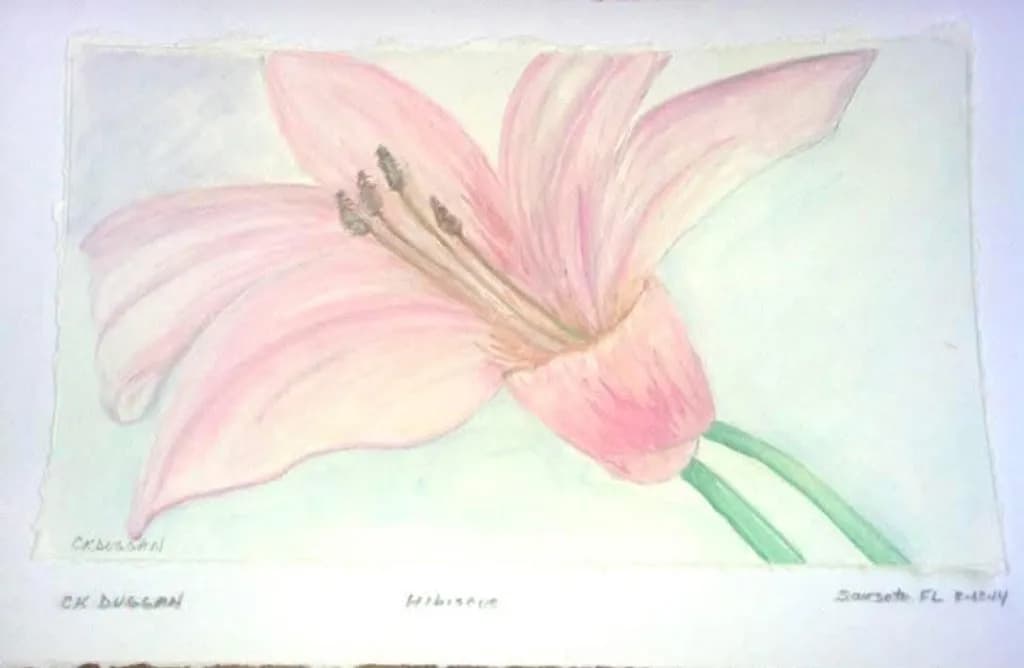 Hibiscus Bloom