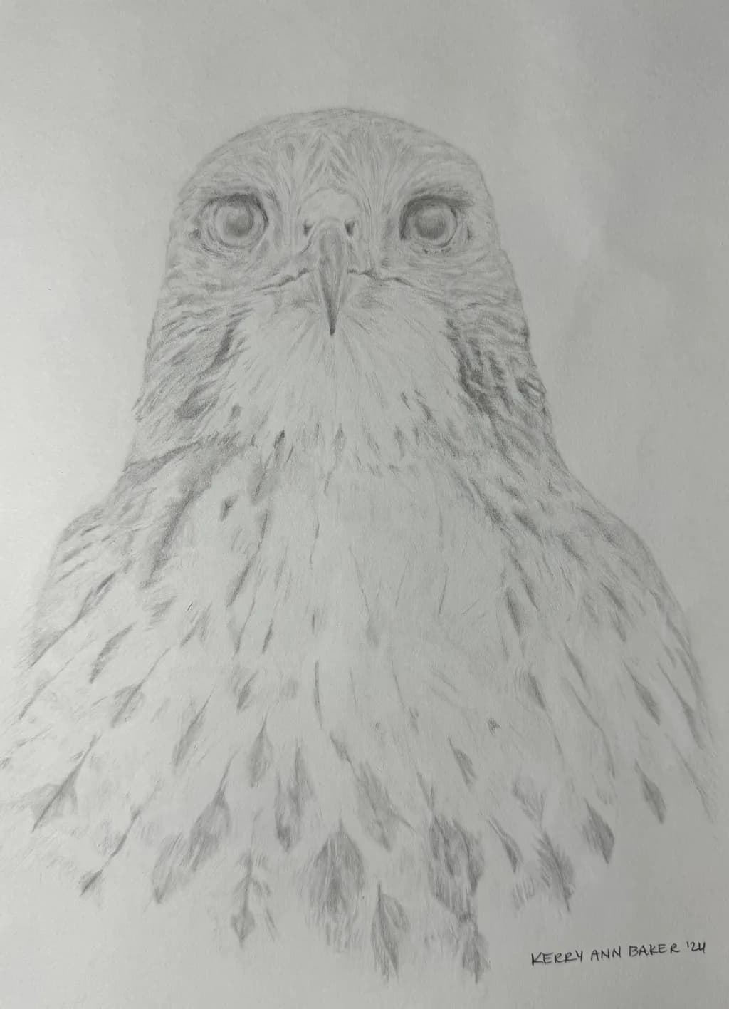 Hawk Portrait