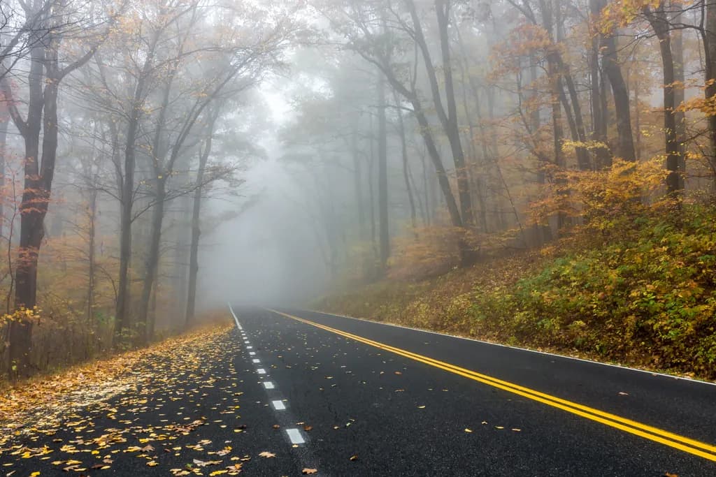 Misty Morning