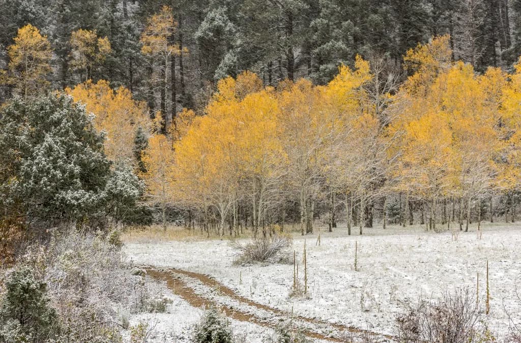 Snowy Path