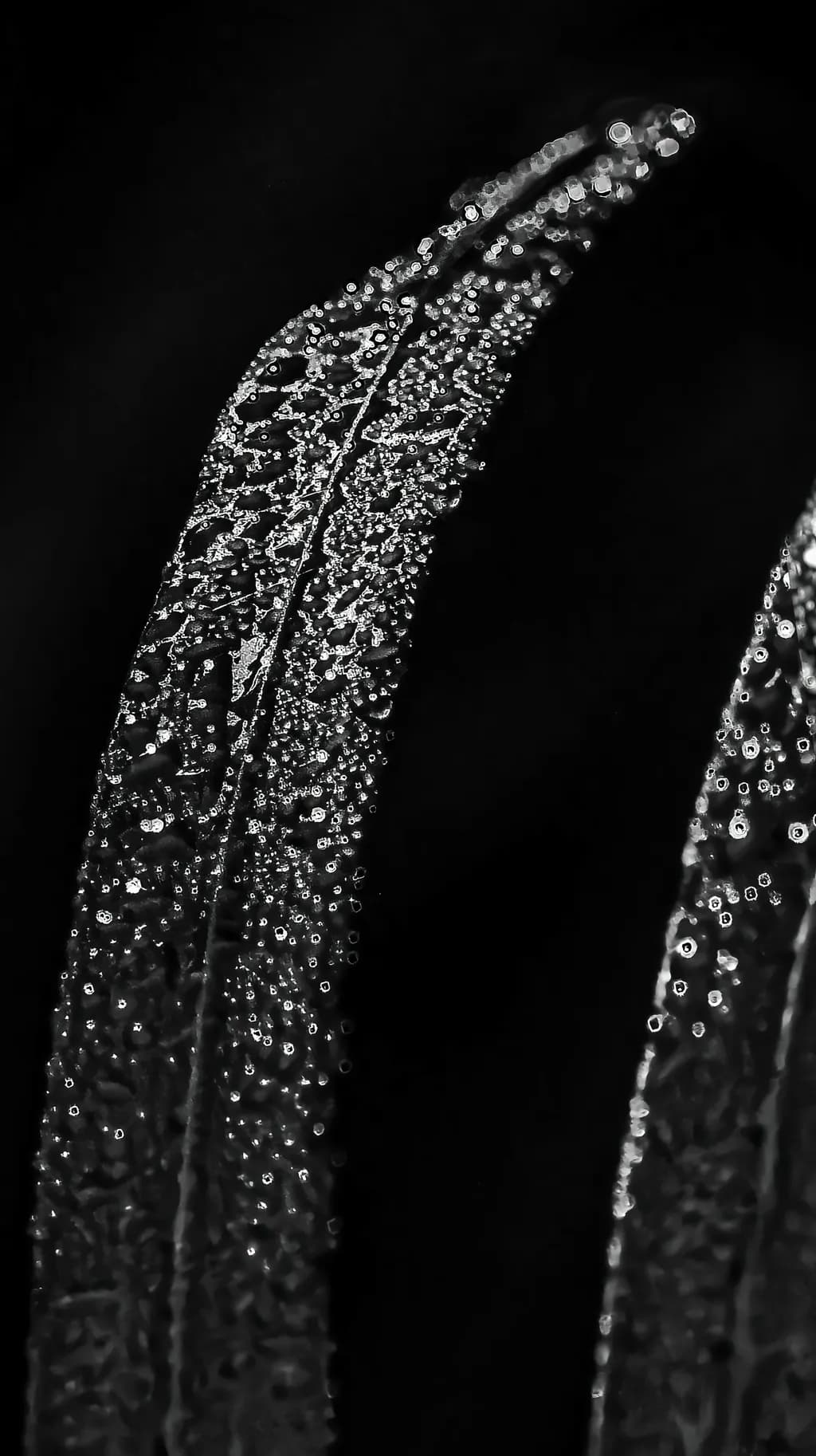 Veins of Light