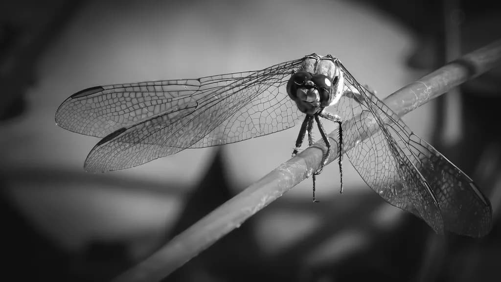 Intricate Wings