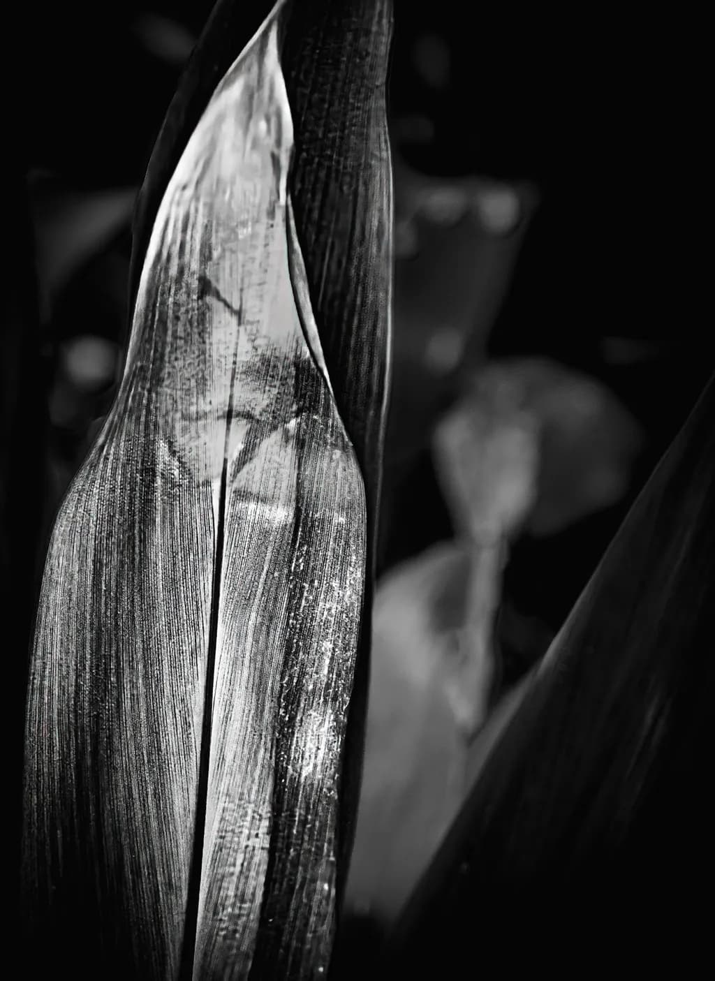 Veins of Time