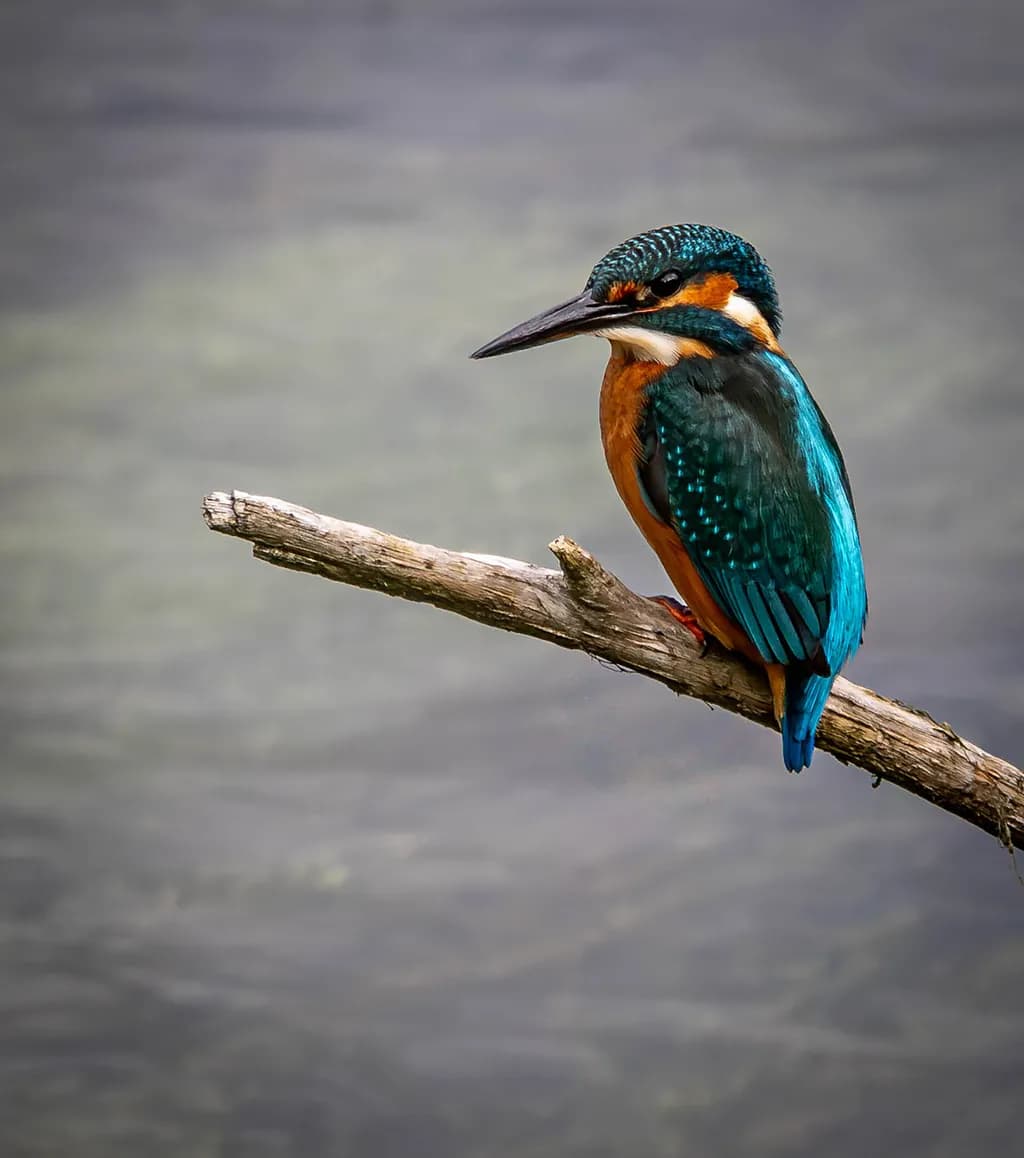 Hunting Kingfisher