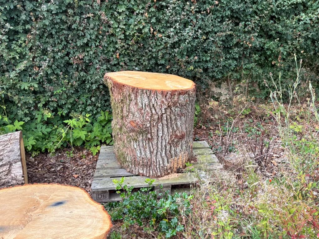 Tree Stump Stillness