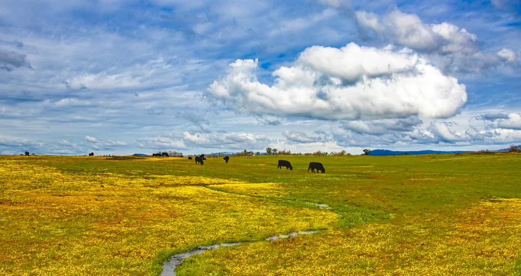 Prairie Mother