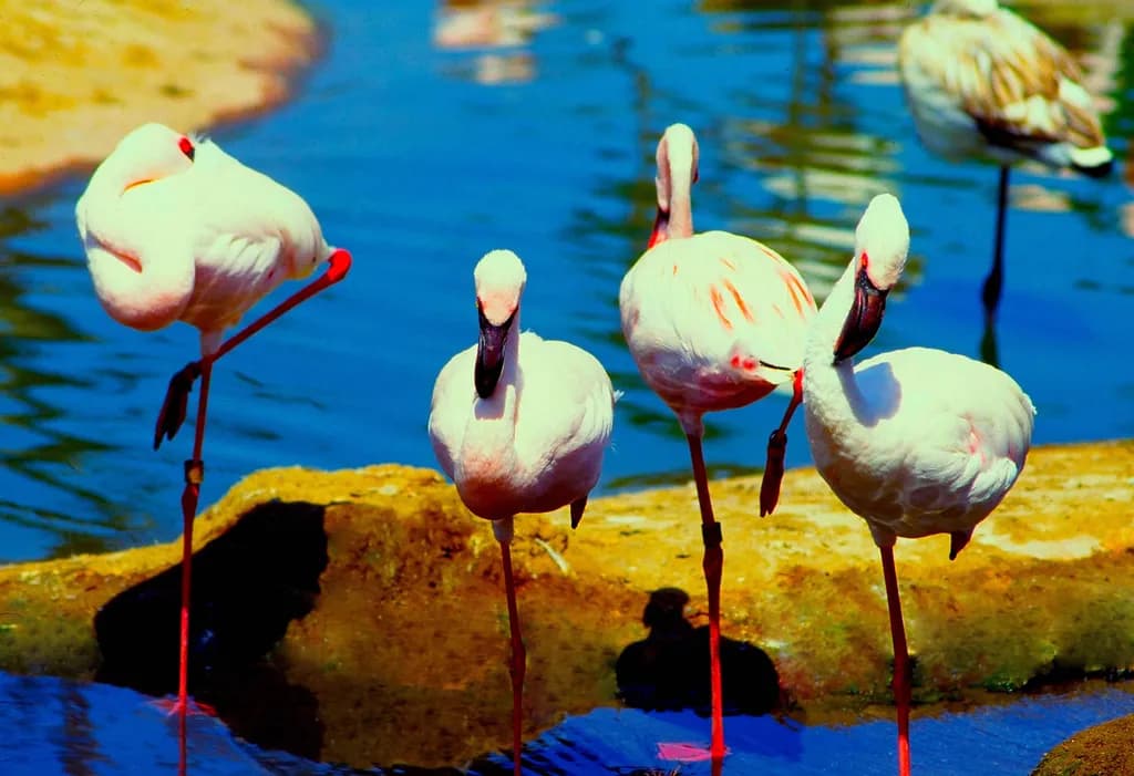 Flamingo Lake