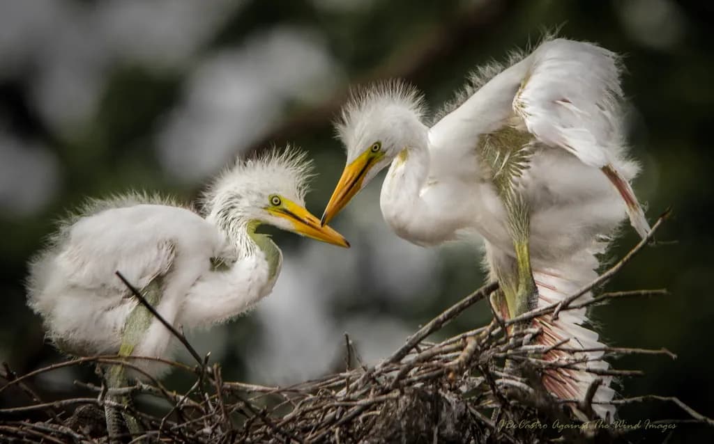 Feathered Encounter
