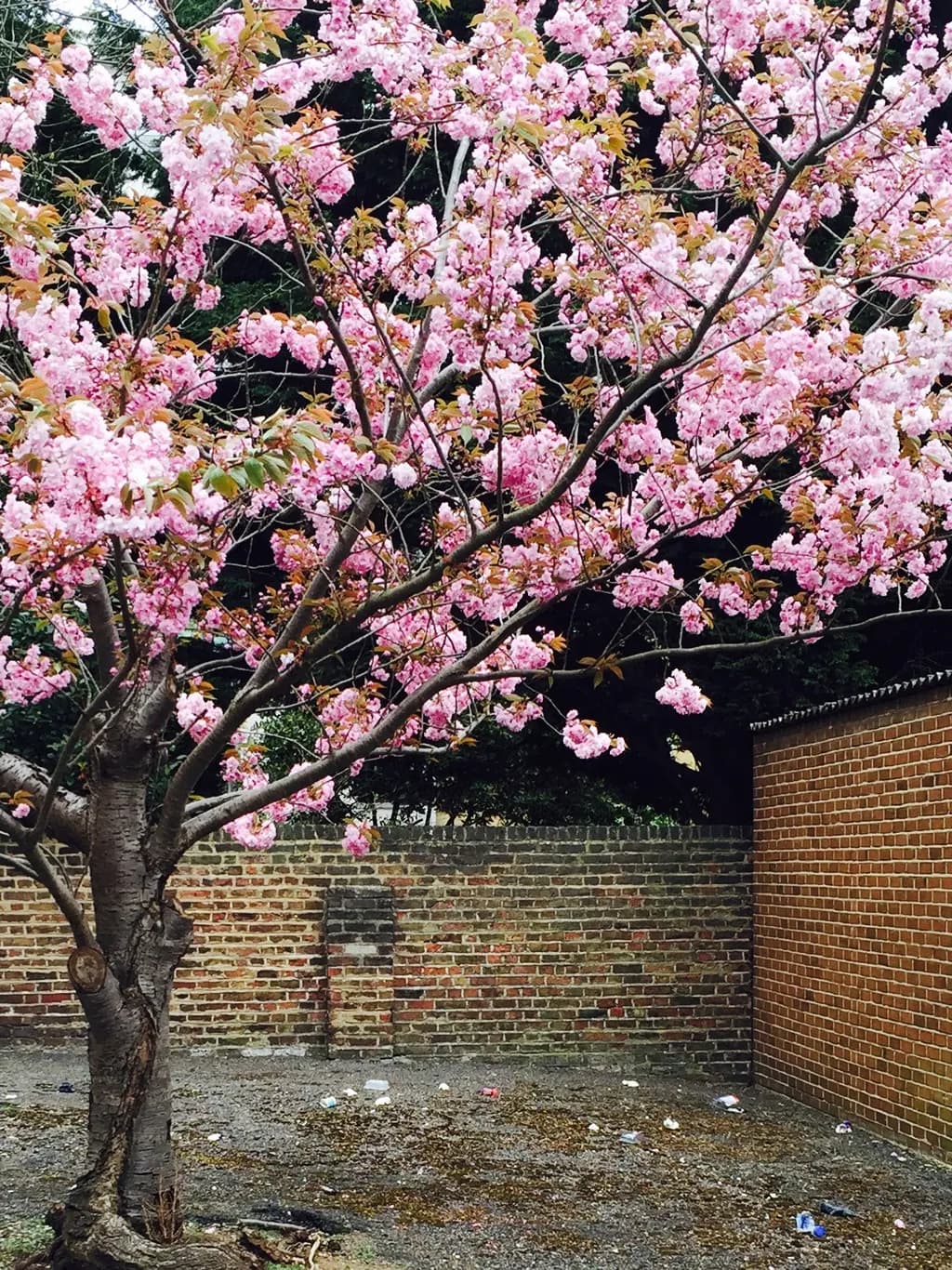 Urban Blossom
