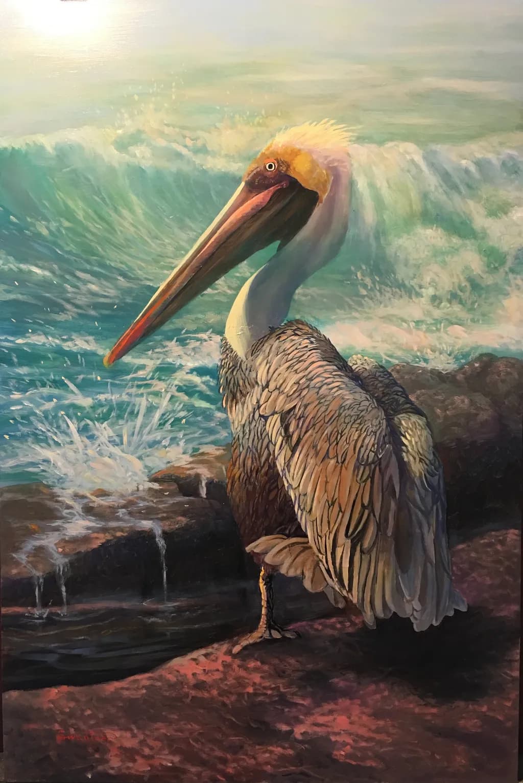 Pelican on Coastal Rocks
