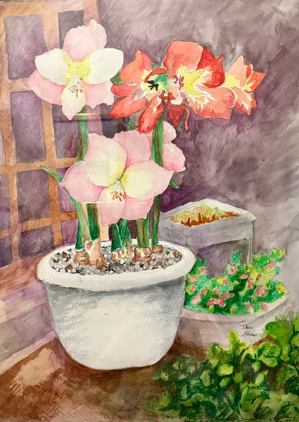 Amaryllis Arrangement